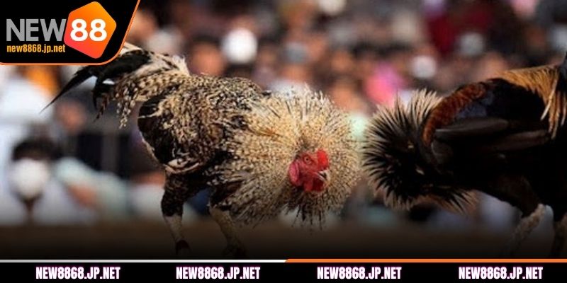 Bí quyết chọi gà Thomo chắc thắng 