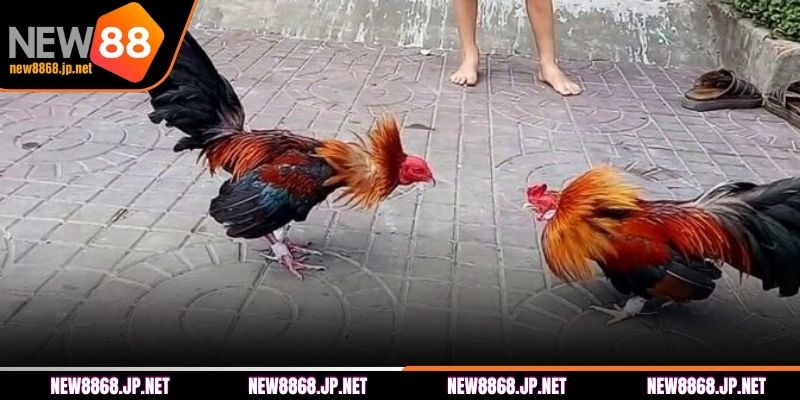 Vài nét về trực tiếp đá gà tại NEW88 