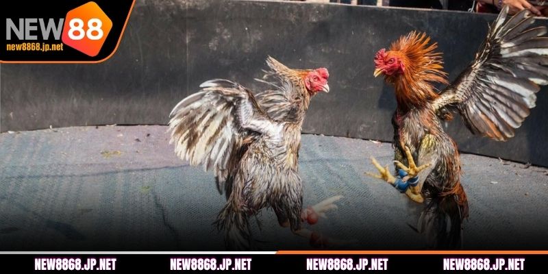 Một số loại hình đá gà tại NEW88 