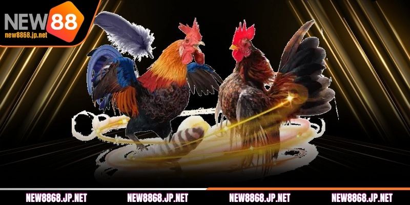Những điểm nổi bật của chuyên mục đá gà của NEW88