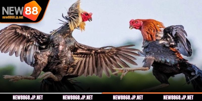 Sơ lược về đá gà Thomo tại NEW88 
