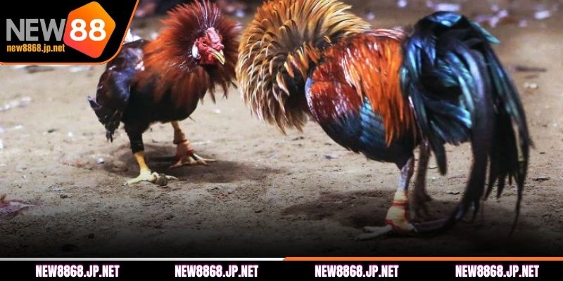 Tổng hợp dòng gà chiến tại NEW88 