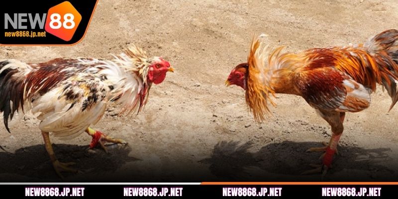 Bí quyết cược đá gà NEW88 